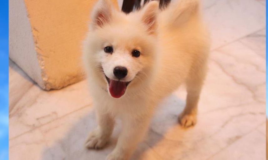 Veteriner köpeğin derisinden yüzlerce canlı kurdu tek hamlede çıkardı!