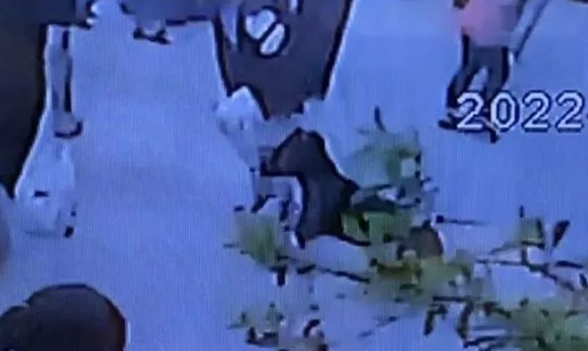 İstanbul’da korkutan olay! Köpeğe yaptıkları ağızları açık bıraktı! Linç edilmekten son anda kurtuldu