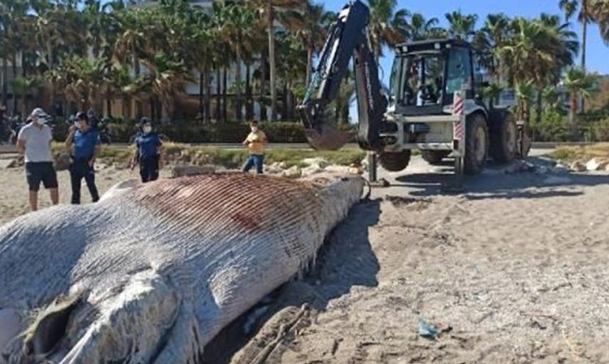 Mersin Sahiline 8 Metre Oluklu Beyaz Balina Vurdu