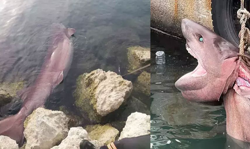 Mersin’de altı tane solungacı olan köpek balığını görenler küçük dilini yuttu!!