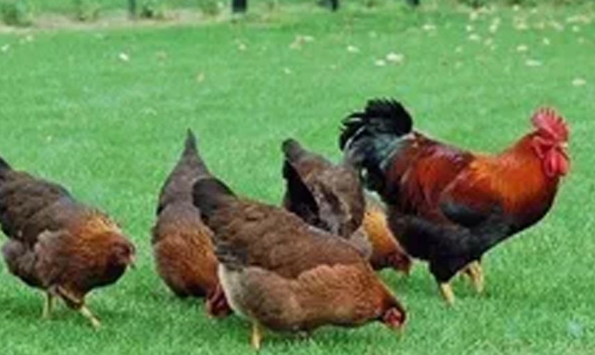 Çanakkale'de arkadaşından gördüğü tekniği uyguladı tavuklarına maydanoz yedirdi sonrasında olanlar herkesi şok etti