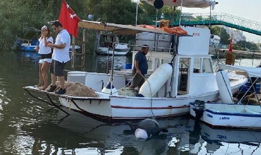 Muğla’da Nesli Tükenme Tehlikesi Olan Ölü Foka Otopsi Yapılacak