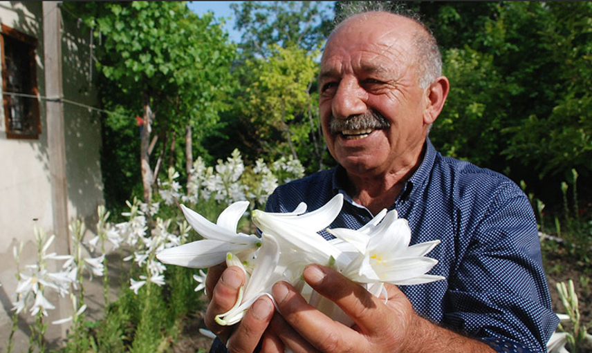 Tokat'ta Zambak Satarak Para Kazanıyor