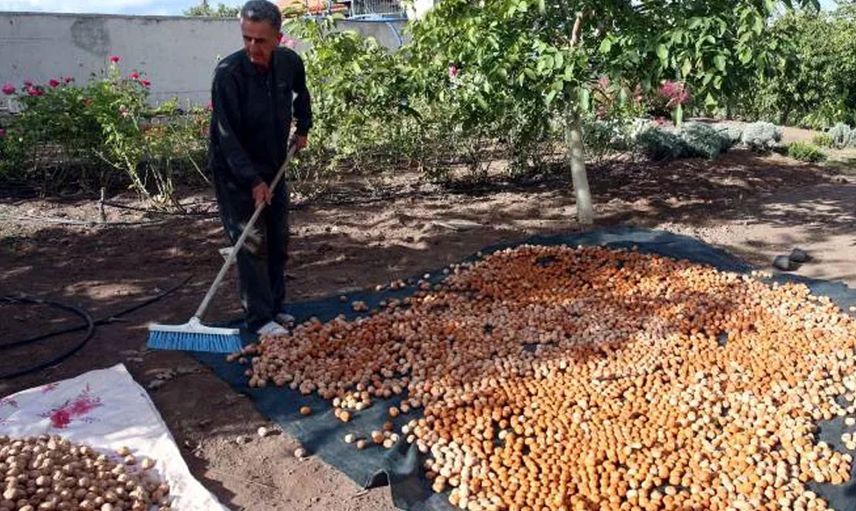 Tokat'ın Cevizi İle Ünlü İlçesi Niksar Cevizde Üretim Rekoru Kırıyor!
