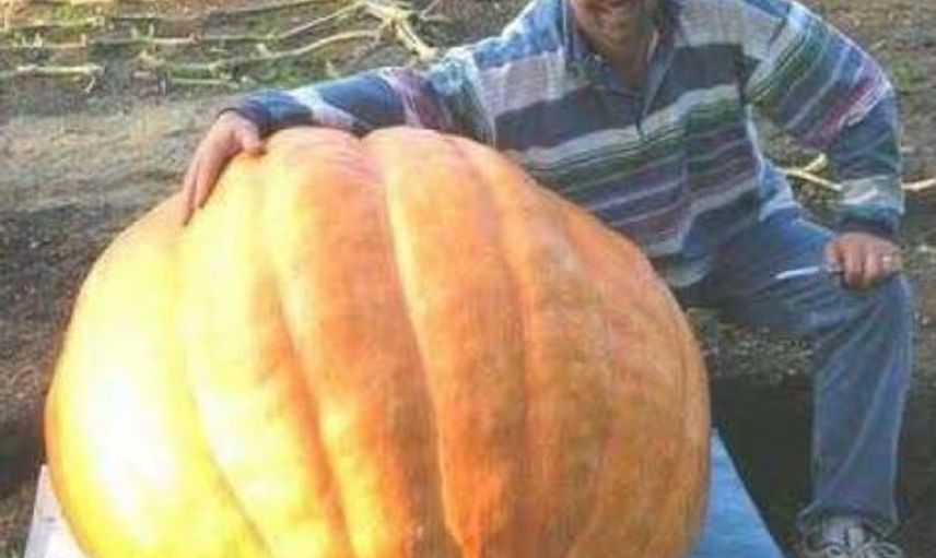 Devasa Boyuta Ulaşıp Görenleri Hayrete Düşüren Meyve ve Sebzeler