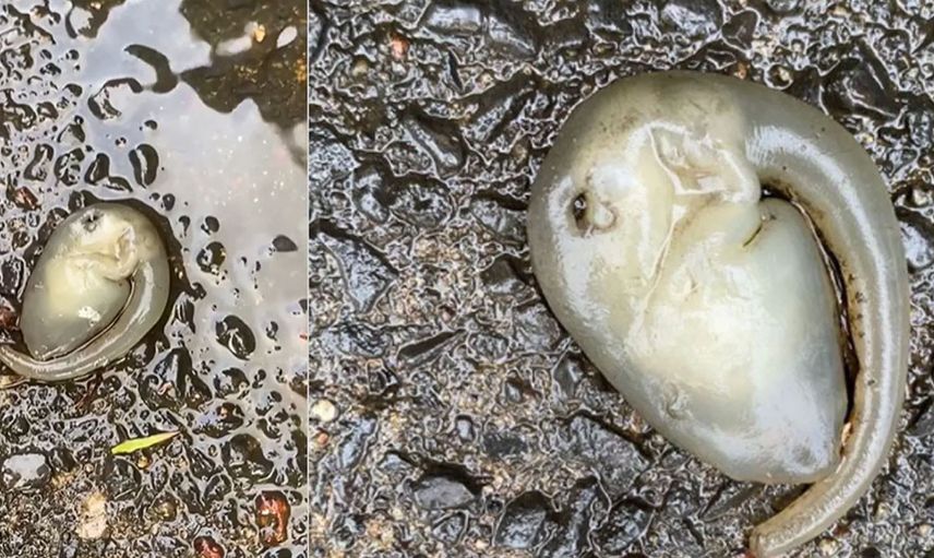 Avusturalya’da bulunan bu tuhaf yaratık dünya gündemine oturdu