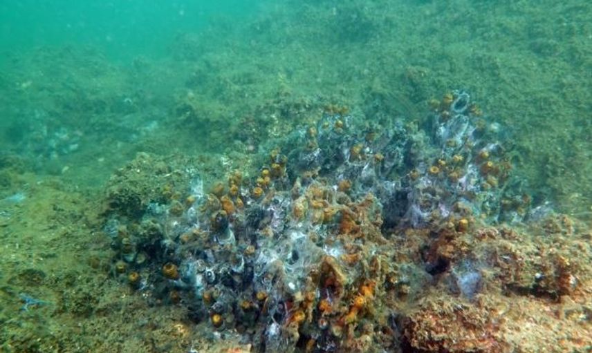 Marmara Denizi'nde Görülen Deniz Salyasının Sebebi Ne?