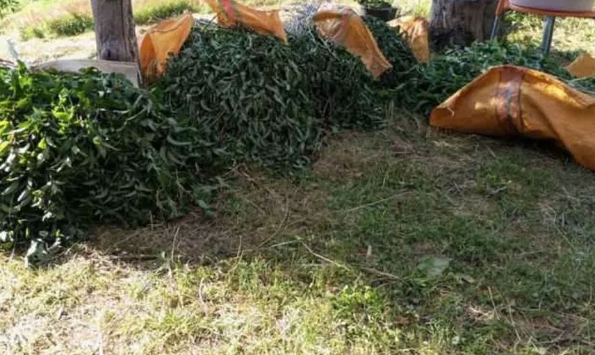Ordu’da kurdukları tarladan yağ üretiyorlar: Almanlara rakip oldular