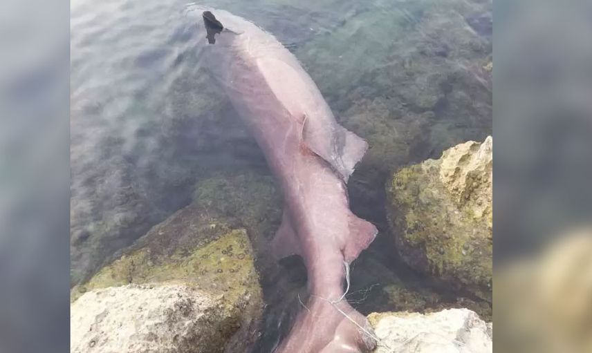 Mersin’de altı tane solungacı olan köpek balığını görenler küçük dilini yuttu!!