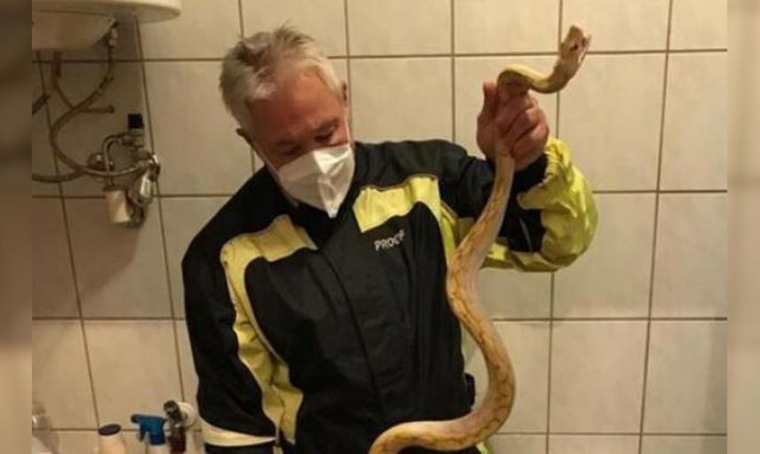 Klozete saklanan piton korku dolu anlar yaşattı