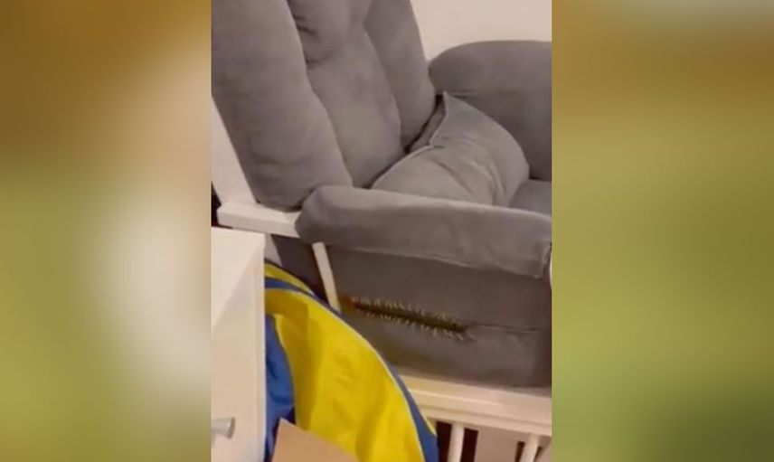 Bebek odasına giren devasa büyüklükte kırkayak yüzünden korku dolu anlar yaşandı