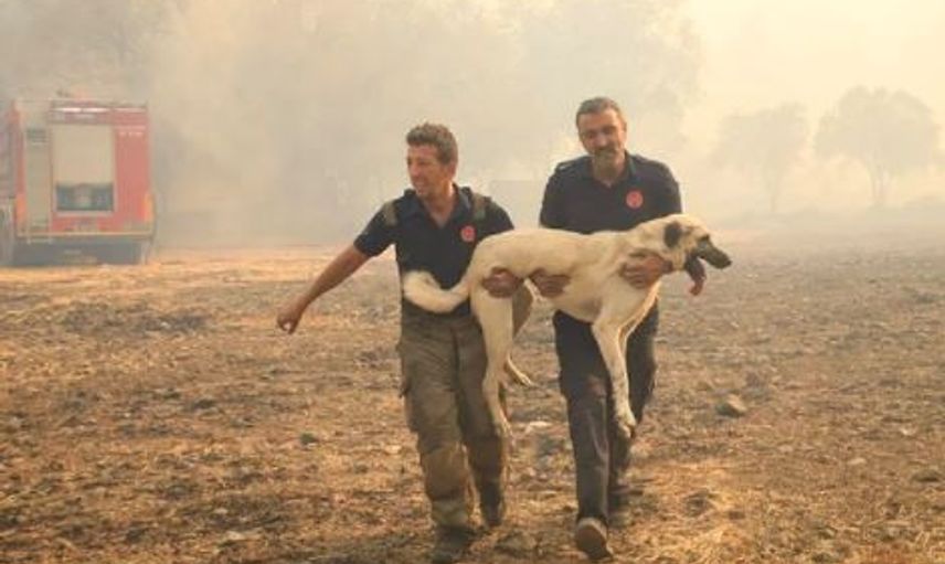 Orman Yangınlarında Canla Başla Çalışan Kahramanlar