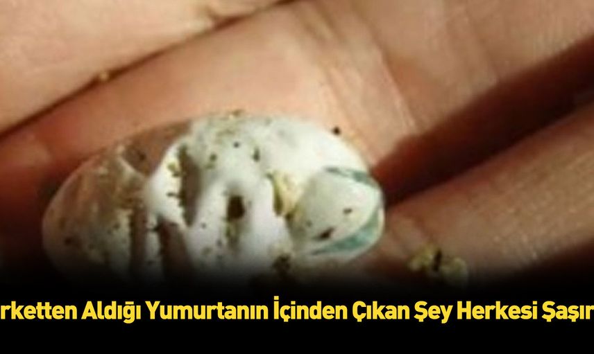 Önce avucuna aldı, ardından yaşananları anbean kaydetti! Görenler gözlerine inanamadı