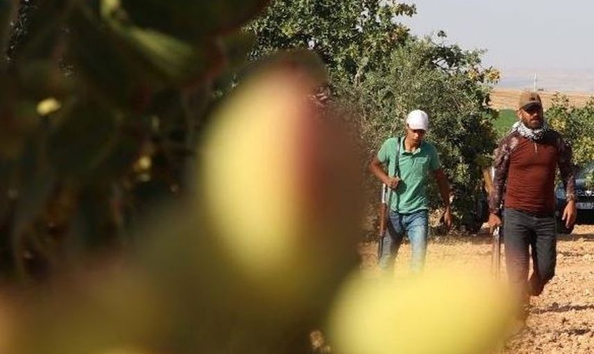 Antep Fıstığı İçin Tüfekle Nöbet Tutuyorlar