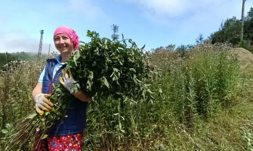 Ordu’da kurdukları tarladan yağ üretiyorlar: Almanlara rakip oldular