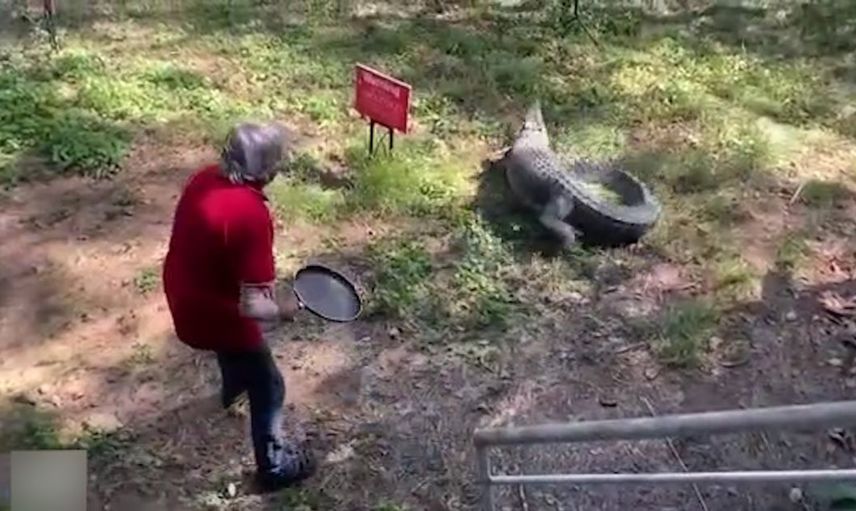 Timsah restorana geldi