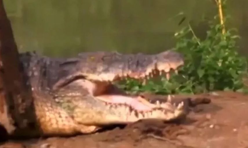 Böylesi ne duyuldu ne de görüldü! Timsaha tavayla saldıran yaşlı adam bir an bile korkmadı o görüntüler izleyenleri şaşkına çevirdi