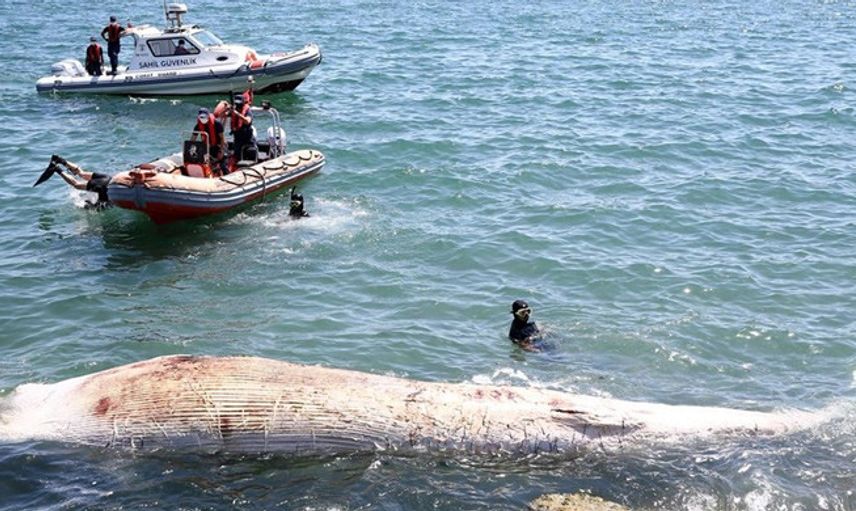 Mersin Sahiline 8 Metre Oluklu Beyaz Balina Vurdu