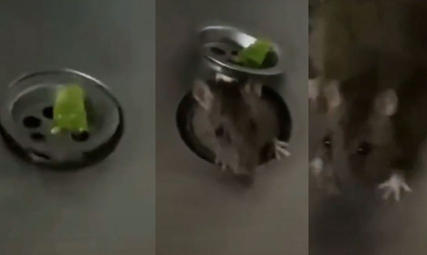 Fare istilası başladı! Önce ekmeğin içinden çıktı şimdi de lavobonun içinden görüntüler dehşet verici