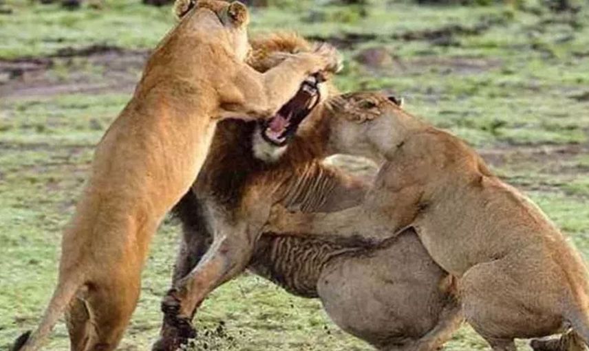 Ormanların kralının zor anları! Aslan öyle durumlarla karşı karşıya kaldı ki geyik haline üzüldü gel beni ye dedi