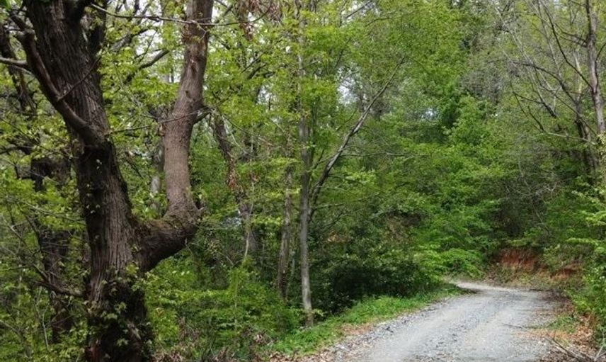 Eski Kaymakam Ormanda Araç İçerisinde Cinsel İlişkiye Girerken Yakalandı