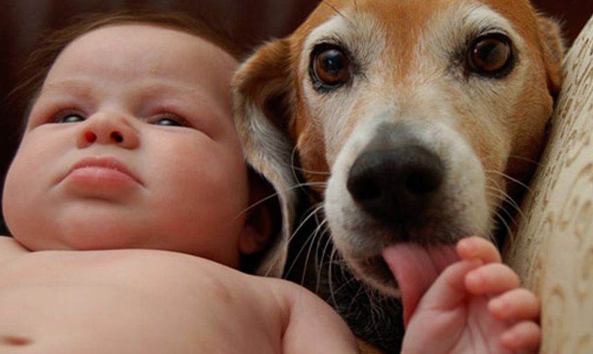 Köpekleri hamile kadının karnına bakıp havlamaya Başladı! Hastaneye gidince gerçeği öğrendiler