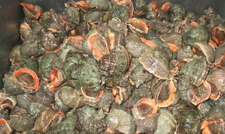Türkiye'de Yenmiyor Ama İhracatta Bize Büyük Gelir Sağlıyor