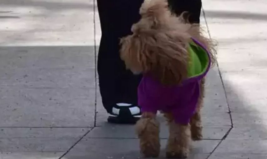 Ünlü şarkıcı 5 milyon değerindeki evi dahil bütün servetini köpeğine bırakıyor!