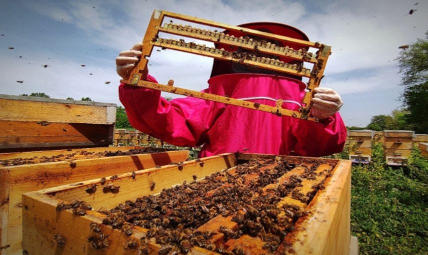 Bursa'da Arı Sütünün Kilosu 8 Bin TL'den Satılıyor