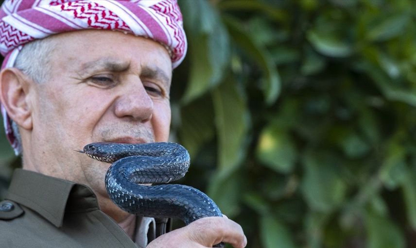 Siyah yılanlar zararsız