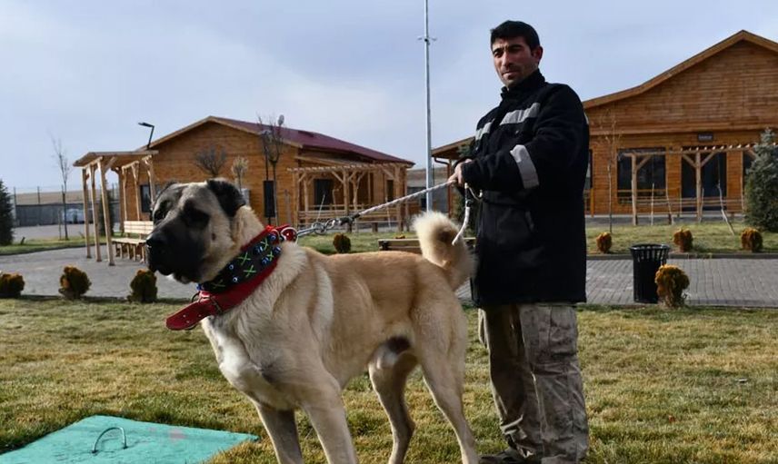 Safkan Sivas Kangalı’nın Bakımı da Sivaslılar Tarafından Yapılıyor