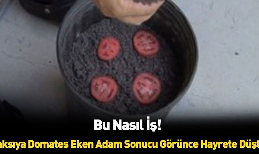 Saksıya domates dilimleri koydu sonuca kendi bile inamadı