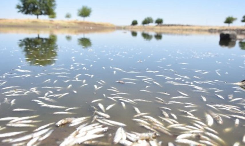 Şanlıurfa'da Korkutan Ölümler: 2 Gün Önce Başladı