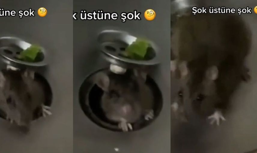 Fare istilası başladı! Önce ekmeğin içinden çıktı şimdi de lavobonun içinden görüntüler dehşet verici