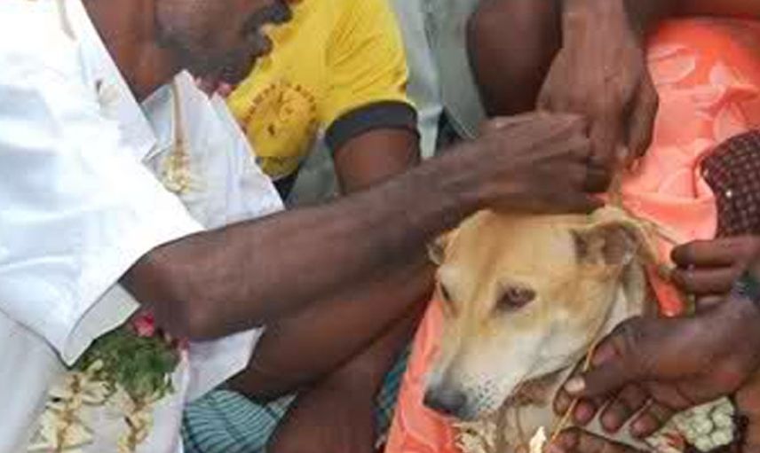 Sudan'da bir adam keçisiyle evlendirildi!