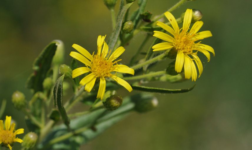 Inula helenium - Andız Otu