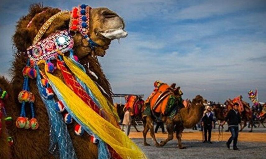 Suudi Arabistan'da Şaşırtan Olay! Botokslu Develer Güzellik Yarışmasından Diskalifiye Edildi