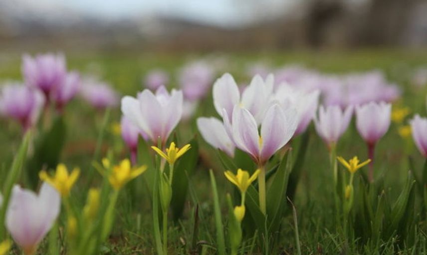 Nevruz Bayramı ritüelleri nelerdir? Doğanın uyanışı ve bahar bayramı nevruz ritüelleri