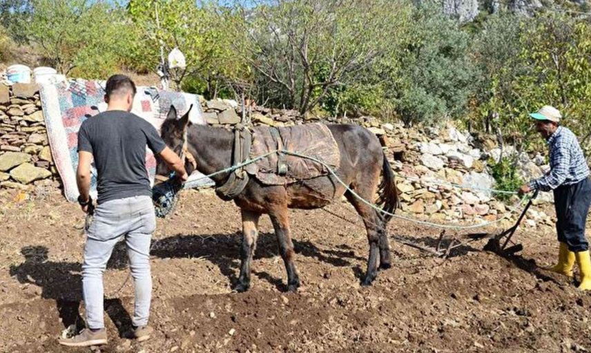 Tarla sürerken öyle bir şey oldu ki!