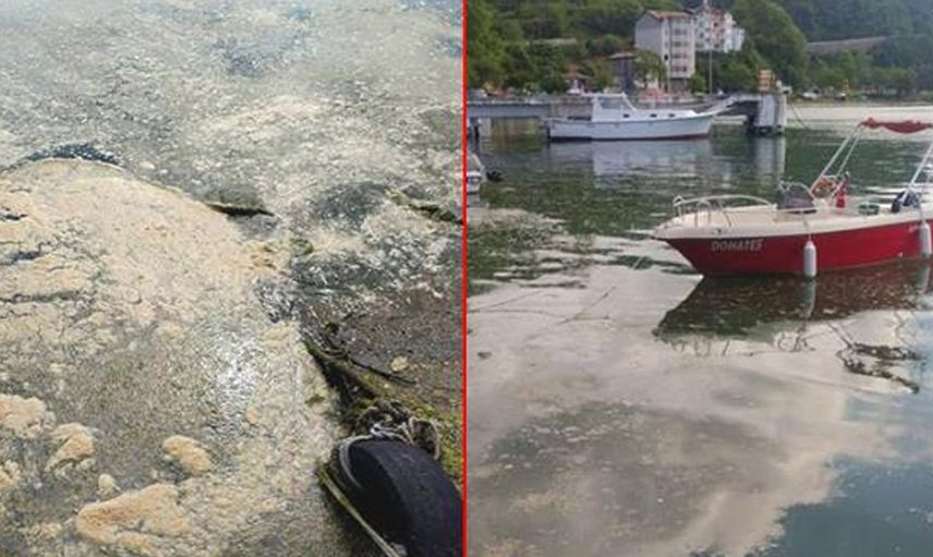 Tehlike Giderek Büyüyor! Deniz Salyası Karadeniz'de!
