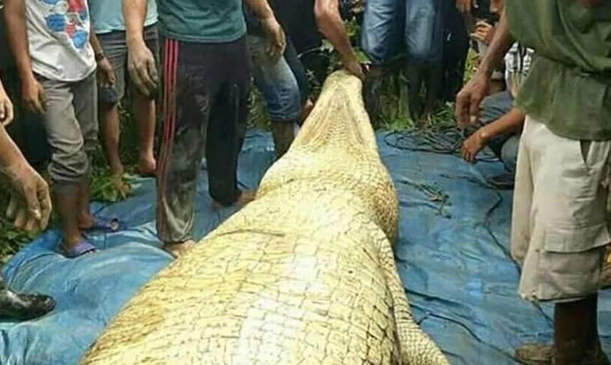 Timsahın karnından çıkanlar herkesi şoke etti! Günlerdir kayıp olan zavallı adam meğerse çoktan yemek olmuş işte o görüntüler