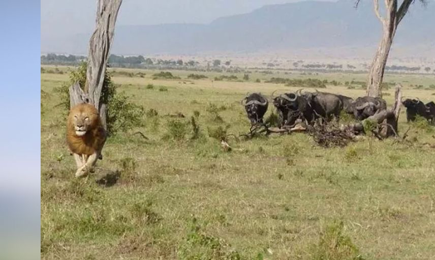 Ormanların kralının zor anları! Aslan öyle durumlarla karşı karşıya kaldı ki geyik haline üzüldü gel beni ye dedi