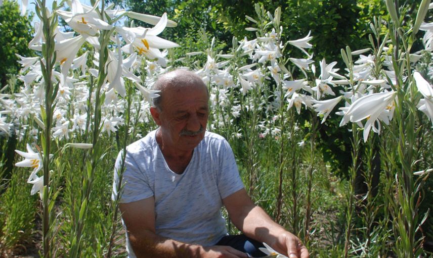 Tokat'ta Zambak Satarak Para Kazanıyor