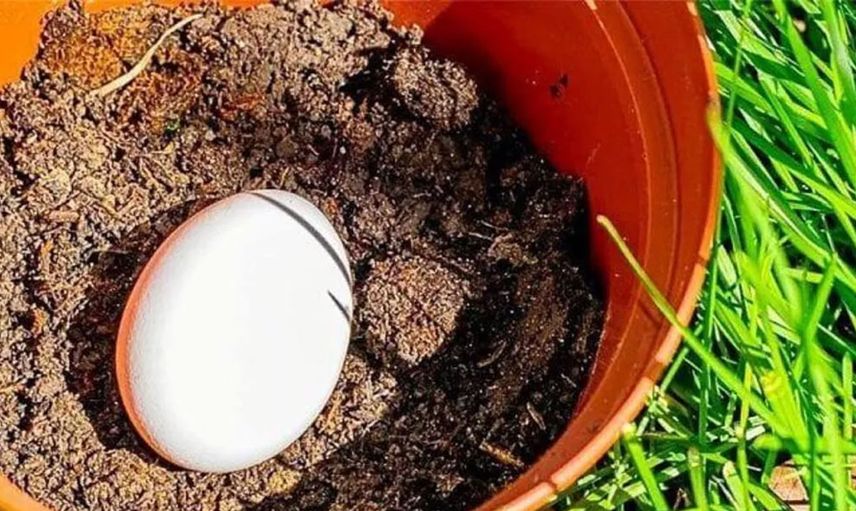 Toprağa yumurta bırakın 6 hafta sonra bakın ne olacak! Gözlerinize inanamayacaksınız