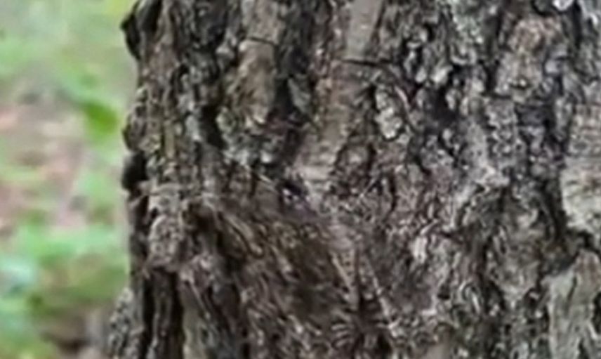 Türkiye’deki bu ağaç büyük ilgi gördü! Gövdesindeki o mucize görenleri hayran bırakıyor