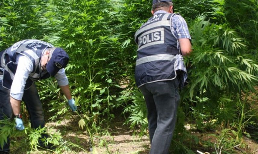 Antalya'da Uyuşturucu Maddeyi Muz Ağaçları İle Gizleme Operasyonuna Müdahale Edildi