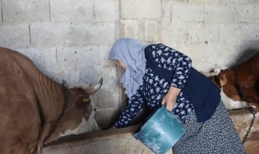 Yapamazsın Diyenlere İnat Gaziantepli Kadın Tek Başına Çiftlik Yönetiyor
