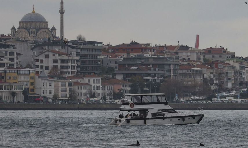 Yunusların vücut dili?