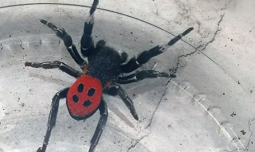 Uğur böceği zannedildi ama zehirli örümcek çıktı! Yetkililer o ildeki vatandaşları uyardı
