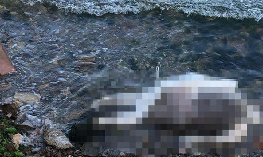 Kocaeli  Sahilde El ve Ayakları Bağlı İşkence Görmüş Erkek Cesedi Bulundu
